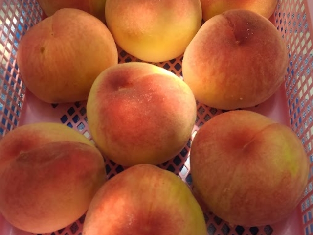 �H�ו���̓���_������