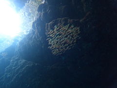 䂤Diving@Shop Leii_CrOVbvCjւ̓eʐ^1