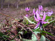 CCꃉC_[̓򒆗 J^N̗̓eʐ^5