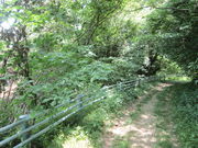 �C�C�ꃉ�C�_�[����̑��R�����̓��e�ʐ^8