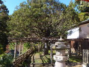 ڂ炳̒|󌵎Od̓eʐ^5