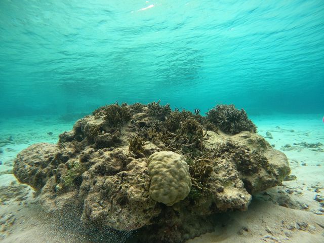 サンゴ_marine assist DEMI