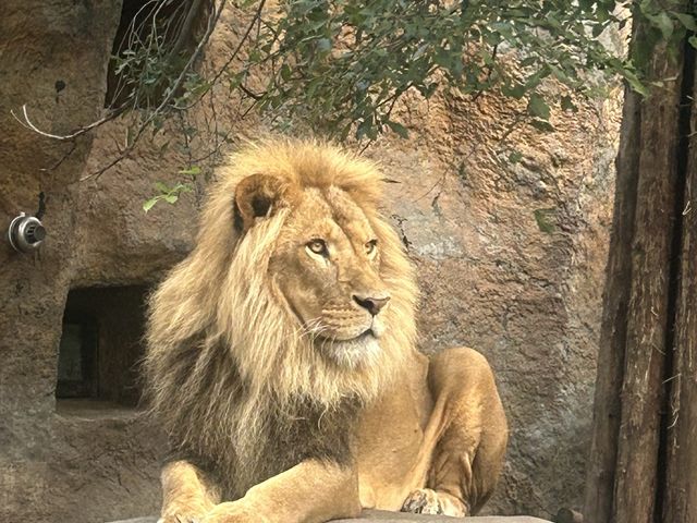 �C�P�����p�p�̃I���g_���R������