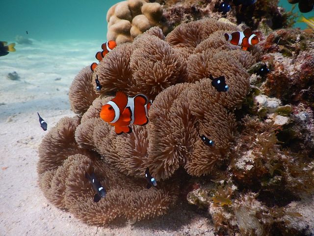 �������܂����I_SEA ENJOY