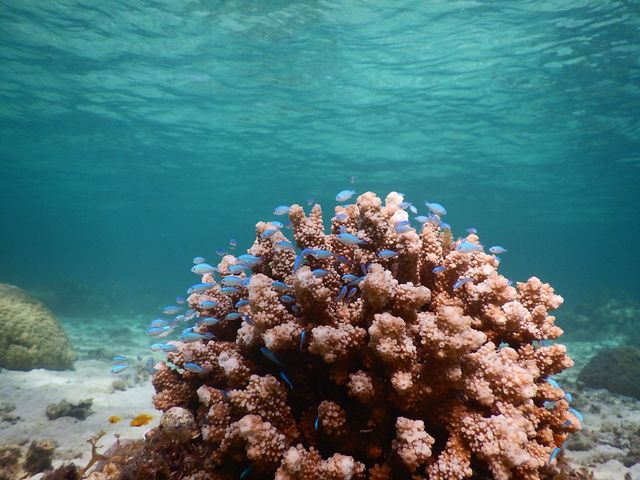 �Y��ȋ���T���S_SEA ENJOY