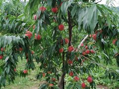 waynẽjgόʎւ̓eʐ^2