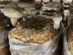 䂸̎c񂿂̒őւ̓eʐ^1