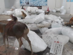 wayne����̖k�C���A�C�X�p�r���I���ւ̓��e�ʐ^1