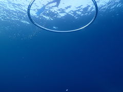 }C񂳂Saltwater social clubւ̓eʐ^1