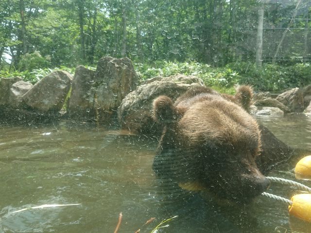 �x�A�|�C���g�̃v�[���ŗV�ԃq�O�}�����������B_�T�z�����]�[�g�@�x�A�E�}�E���e��