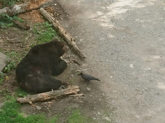 �J���X�ƈꏏ�ɐQ��q�O�}_�T�z�����]�[�g�@�x�A�E�}�E���e��