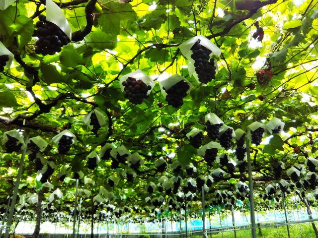 SHׂ܂_Ȃ_(sόԂǂZ^[x)