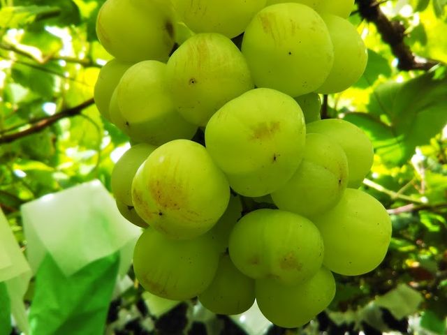 ˃WCAc_Ȃ_(sόԂǂZ^[x)