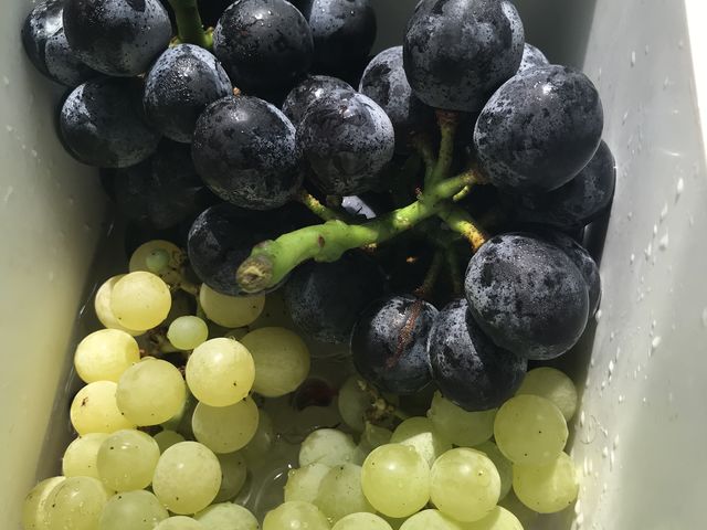 �L�x�ȂԂǂ��̎�ނ�����܂���_���X���O���[�v�K�[�f��