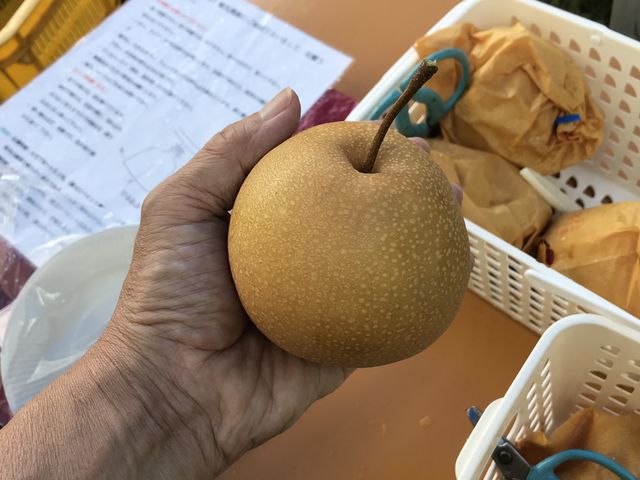 �傫�ȗ�_����ό��_��