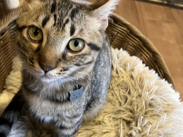 �Y��I_���났�Ö��Ɓ@�܂ߔL