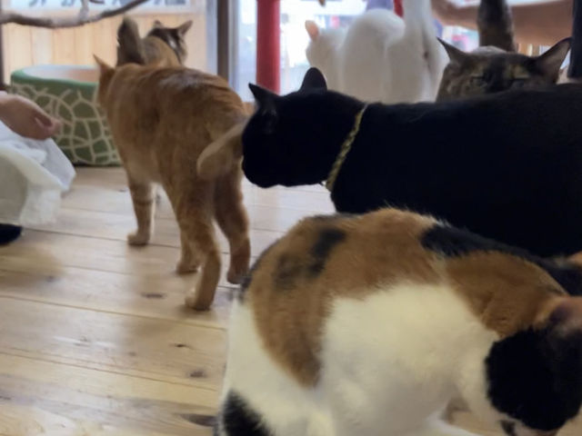 �L����񂪂���炨��܂�_���났�Ö��Ɓ@�܂ߔL