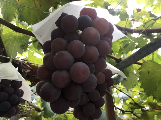 �^��ɂ������Ԃǂ�_�[���̋u�ό��_��(�����s�ό��Ԃǂ��Z���^�[�����x��)