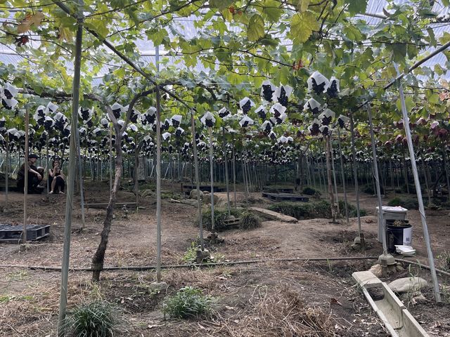 �[�����u�ό��_��_�[���̋u�ό��_��(�����s�ό��Ԃǂ��Z���^�[�����x��)