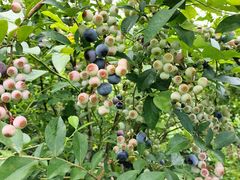 ݂ݔ_ ʎRux[̋u̎ʐ^2