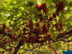 �א��̓m�̎ʐ^1