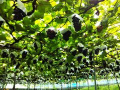 �͂��Ճ`��������̂��Ȃ��_��(�����s�ό��Ԃǂ��Z���^�[�������x��)�ւ̓��e�ʐ^1