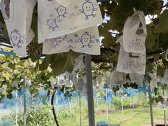 �䂤������̂�܂Ɣ_���ւ̓��e�ʐ^1