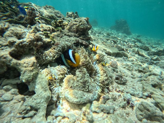 �͂܂��܂݂̂��B���Ă���܂���_�J�m�A�_�C�u Kanoa Dive