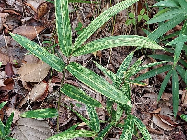 �W�]�䂩�甒��ɍ~���K�i�ɔ�����̍���1�������܂���_�ےË�