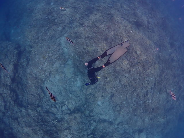 �W���b�N�i�C�t�j�@�ň�C�ɐ����I_FAUSTO�Ί_��