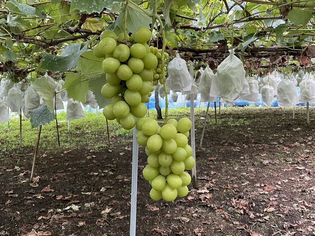 �����Ɏ����Ă܂�_�n�Ӕ_��