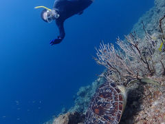 �q�������FAUSTO�Ί_���ւ̓��e�ʐ^1