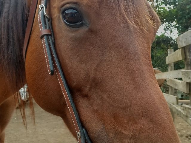 ���C�����_HORSE BASE