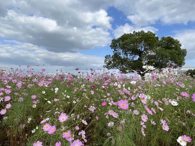 �����ɂȂ���Y��ł��B_�����򉻃Z���^�[