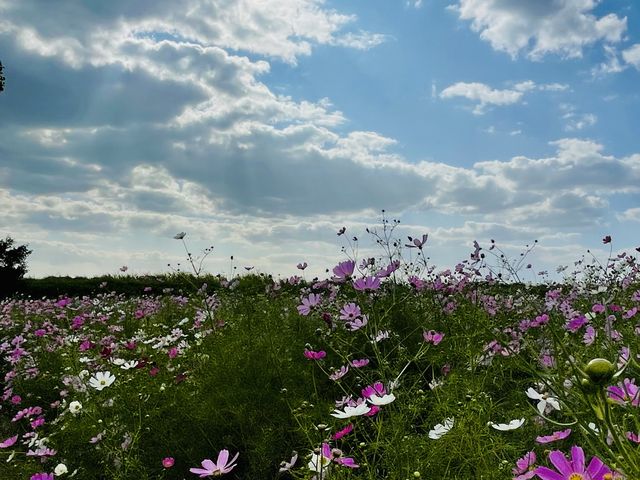 �R�X���X��_�����򉻃Z���^�[