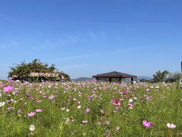 �R�X���X��_�����򉻃Z���^�[