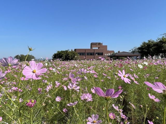 �Ȃ�����񂳂�̉����򉻃Z���^�[�̓��e�ʐ^2