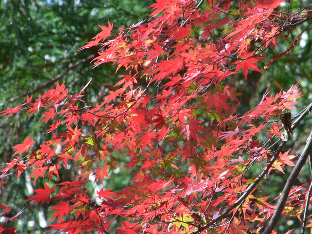 ���݂����C���̍g�t_�ނ��Ȃ̓�