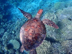 ���݂���̂���񂿂ւ̓��e�ʐ^1