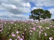 �Ȃ�����񂳂�̉����򉻃Z���^�[�̓��e�ʐ^1