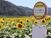 Ȃ񂳂̓̉w }xCt@[̓eʐ^1