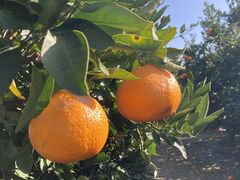 ݂̂̃IYʎ_ւ̓eʐ^1