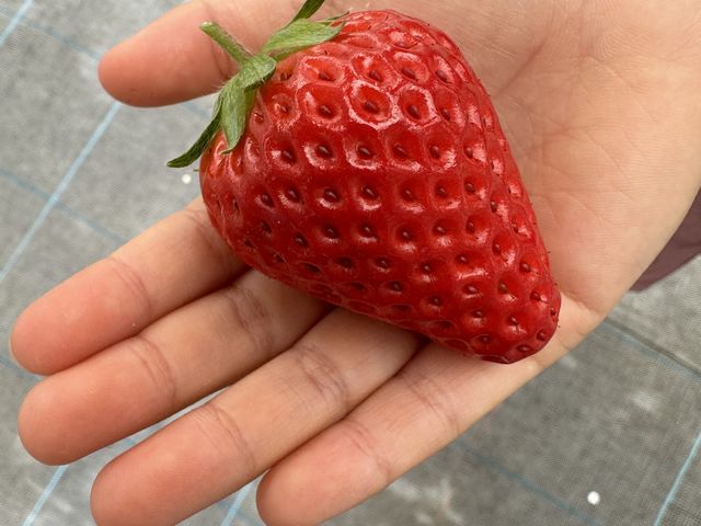 �����������́A�g�ق��؂Ƃ�悢�Ђ߂ł��B_�c�������_��