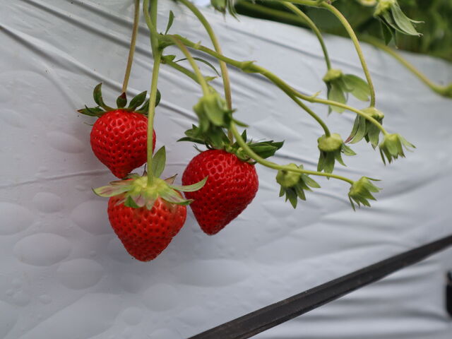 �ƂĂ��������������ł���_Aikawa Strawberry House