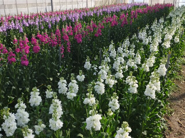 �����ȃX�g�b�N_���̉w �����̗��ԋ�y��