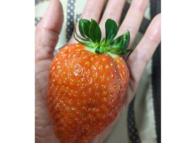 ���̎�A�傫�����ł��B_�X�g���x���[�t�@�[��BERRYBERRYBERRY