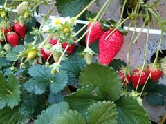 Ȃނ񂳂̒ǉւ̓eʐ^1