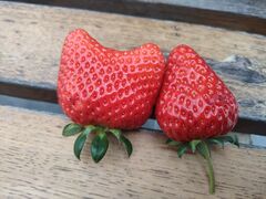 ܂肱̓cό_ւ̓eʐ^1