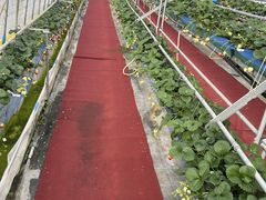 yoshi����̏o��̐X���������ւ̓��e�ʐ^1