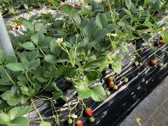 ��܂����t�@�[���̎ʐ^1